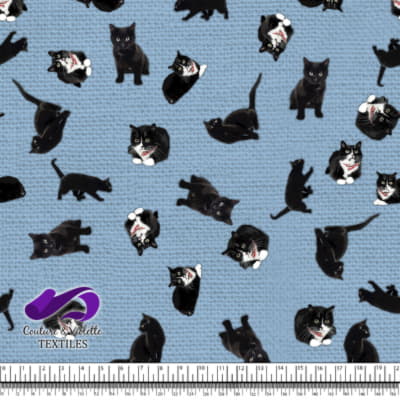 Black cat - Cats on clear sky blue texture