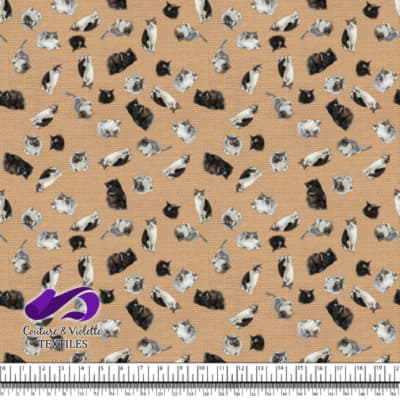 Cat  - Mademoiselle on desert mist texture